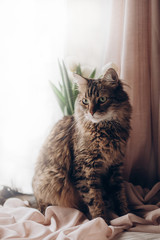 beautiful cat looking with amazing green eyes big whiskers and funny emotions on background of window room with tulips. maine coon. space for text. morning light