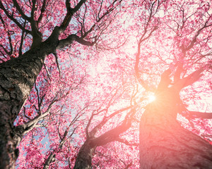 Pink tree flowers in sunlight springtime