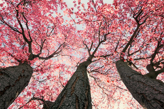 Pink tree flowers in sunlight springtime