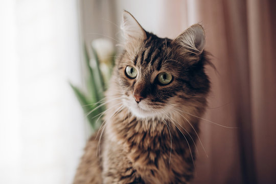 beautiful cat look portrait. maine coon with amazing green eyes, big whiskers and funny emotions on background of window room with tulips. space for text. morning light