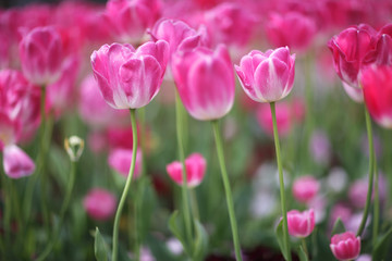 Pink tulips as a background image.