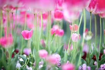 Fototapeta premium Pink tulips as a background image.