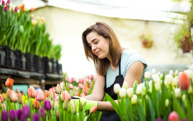 woman gardener with garden tools in the greenhouse,Florists woman working with flowers in a greenhouse. Springtime, lots of tulips,flowers concept,Industrial cultivation of flowers