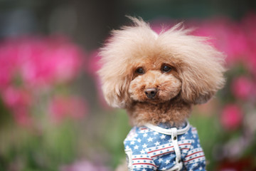 Little shaggy dog in clothes on background flowerbed with pink tulips.