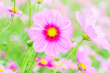 Obraz premium Beautiful purple cosmos flowers. Photo is partially focused at the yellow pollen.