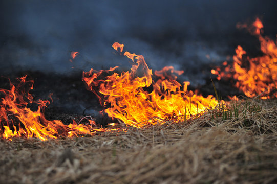 Fire, Burning Old Grass In The Field