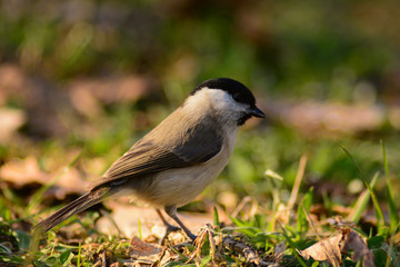 Cincia bigia (Poecile palustris) - ritratto
