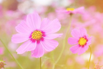 Fototapeta premium Soft focused of beautiful purple cosmos flowers in vintage color style