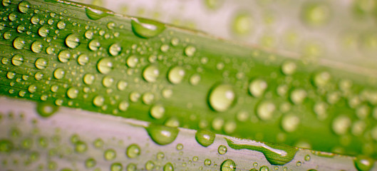Beautiful green tropic palm leaf with drops of water useful for summer background
