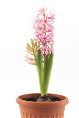 Pink Hyacinth a Potted