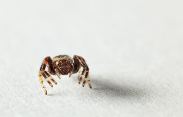 Tiny spider