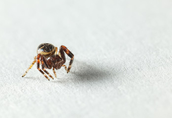 Spider