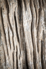 Obraz premium Wood grain texture for background use