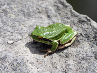 Frog