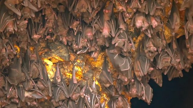 Bats Hanging from Ceiling inside Pura Goa Lawah Temple