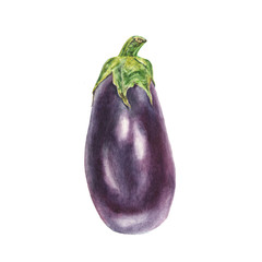 Botanical watercolor illustration of blue eggplant aubergine on white background