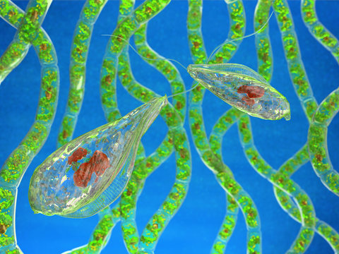 Flagellate protozoa microorganisms. 3d image.