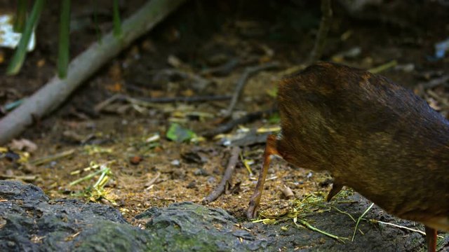 Two Cute Mouse Deer. Footage 1920x1080