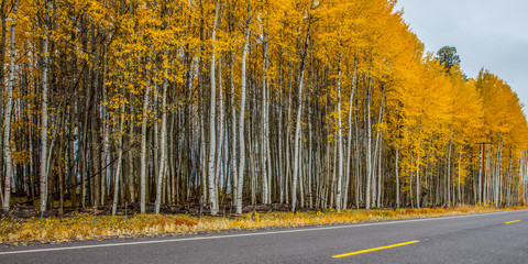 Color matching road in the forest