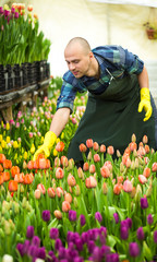 Florists man working with flowers in a greenhouse. Springtime, lots of tulips,flowers concept,Industrial cultivation of flowers,a lot of beautiful colored tulips