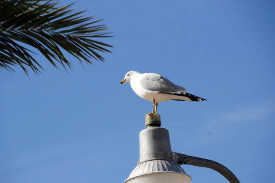 Seagull and blue sky photographh