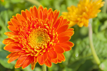 Orange gerbera in the garden