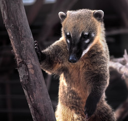 Fototapeta premium Nosuh standing and posing funny