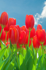 Red tulip garden with blue sky background