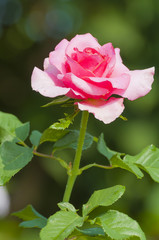 Pink rose in a garden