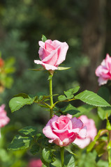 Pink roses in a garden