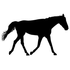 Obraz premium silhouette of black mustang horse vector illustration