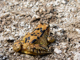 Young cute small frog on gravel in its natural enviroment.