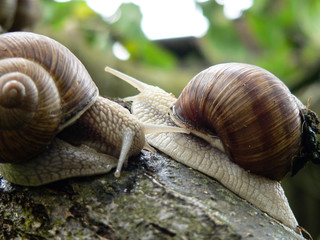 Two big snails on branch in spring