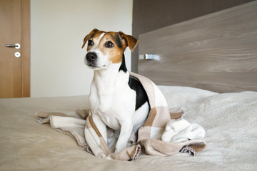 Adult Jack Russell Terrier sitting on the bed and wrapped in a blanket, looking past the camera, natural light