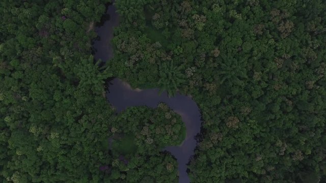 Aerial View of a River in Rainforest, Latin America