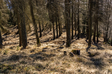 Landscape of Woods in Sondrio, Italy