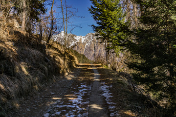 Landscape of Woods in Sondrio, Italy