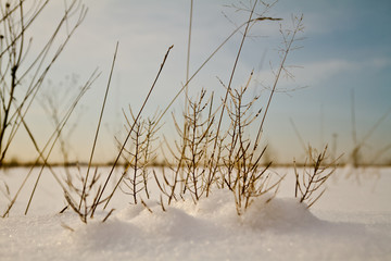 Fototapeta na wymiar winter grass