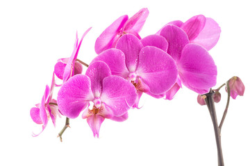 Plakat orchid pink flower with water drops