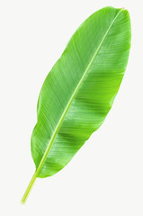 Banana leaf isolated over white