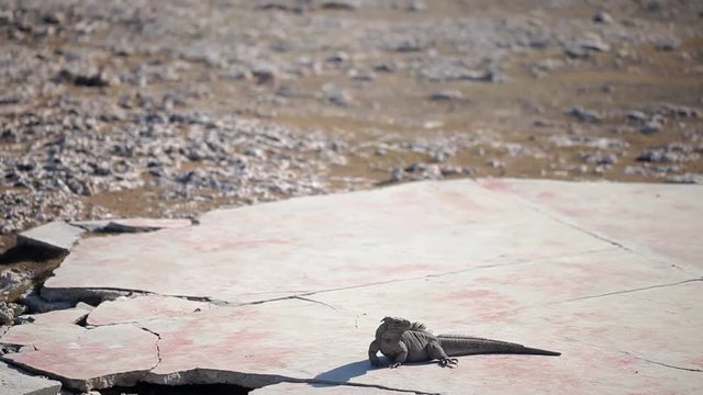 Gray iguana lizard on stones at sunny day