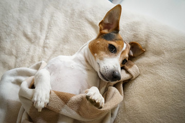 Adult Jack Russell Terrier lying on the bed and wrapped in the chequered blanket, top view, natural light, looking at the camera