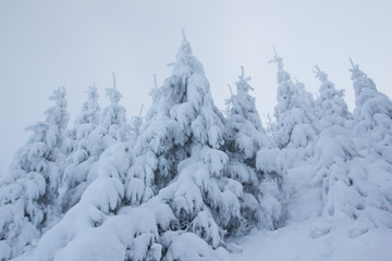 Nebelstimmung im Winter