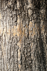 Old bark tree texture background, closeup