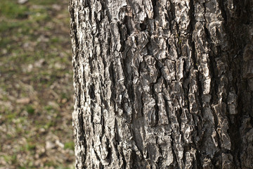 Old bark tree texture background, closeup