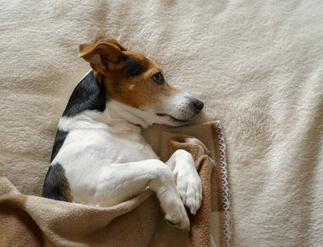 Adult dog Jack Russell lying on its side wrapped in the blanket, looking past the camera, natural light, top view