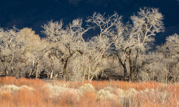 Cottonwood trees along Rio Grande with Sandia Mountains in background
