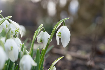 Snowdrops in winter