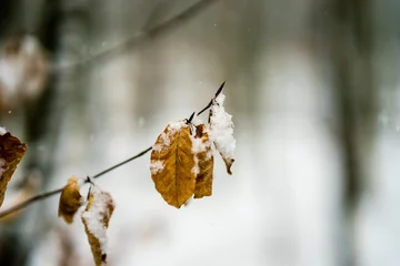 Foto auf Alu-Dibond Snow covered leaves in a forest © henryopzolder