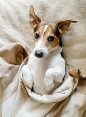 Sweet adult dog Jack Russell lying on his back wrapped in the blanket, looking at camera, top view
